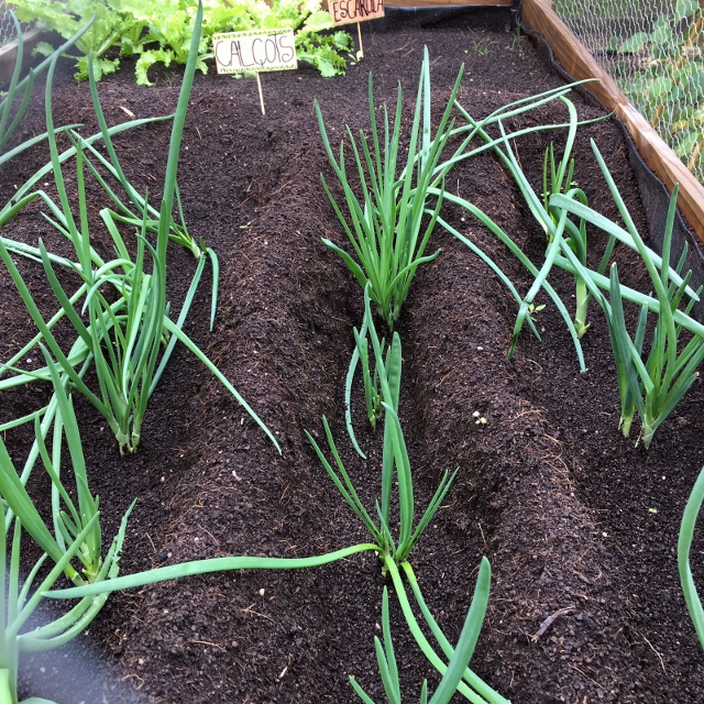 creciendo los calçots