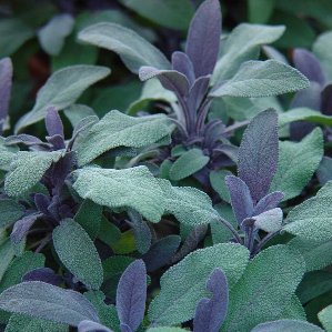 Salvia púrpura